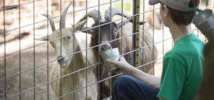 Christian Way Farm Animals petting and feeding