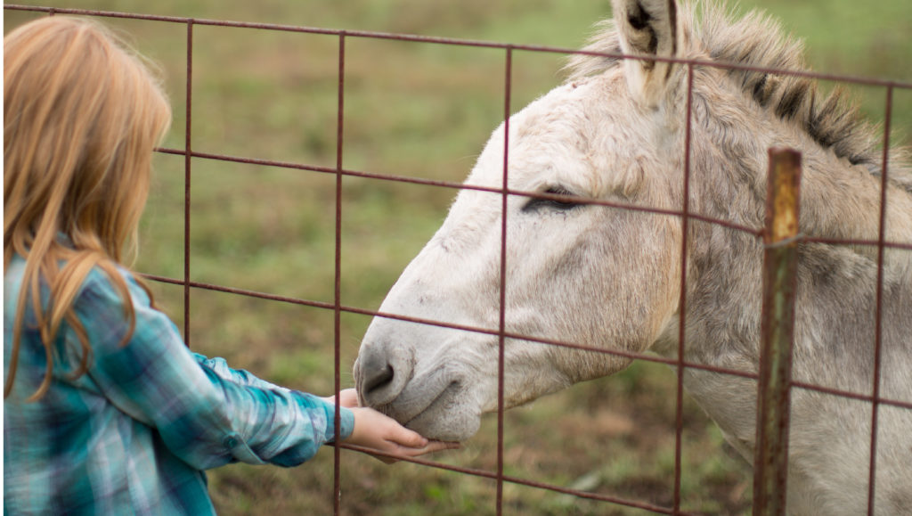 Christian Way Farm Animals in hopkinsville