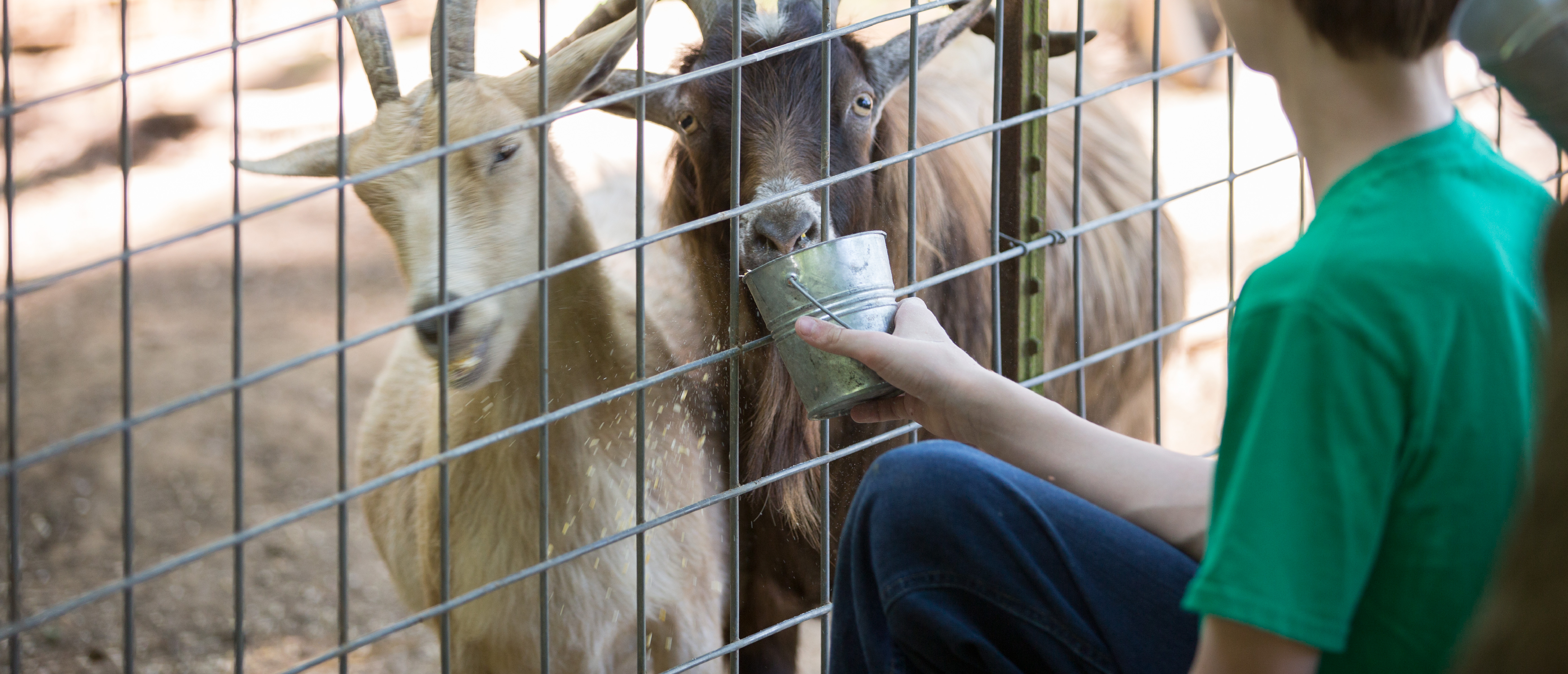 feeding the animals at christian way farm